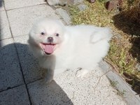 Kar topları köpekler yeni yuvalarına gitmeye hazırlar