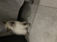 Siyam cinsi siyam kedilerimi sahiplendireceğim