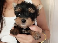 Yorkshire terrier