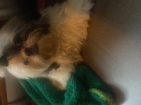Shih tzu 4 aylık yavru