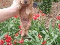 TOY POODLE MİNİMİNNAK YAVRULARİMİZ