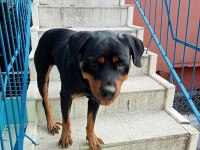 Kalite rottweiler