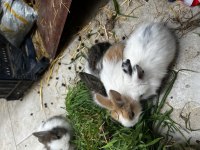 Manisa Aslanbaş tavşan