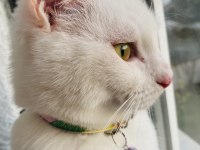 ANKARA KEDİSİ