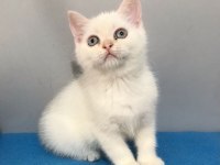 70 Günlük British Shorthair (Beyaz - Mavi Gözlü)