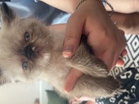 İran Persian blue point