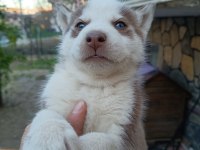 2 AYLIK HUSKY YAVRULARI