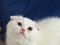 En tatlı bebek kediler burada