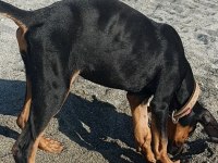 Dişi Doberman Köpeği
