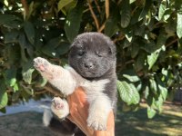 Amerikan Akita Yavru Köpekler