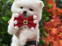 Safkan şecereli pomeranian boo yavrular
