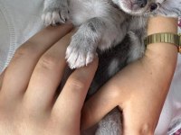 Yavru bir adet erkek 2 adet dişi chihuahua