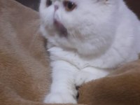 Şampiyonlar şampiyonu exotic shorthair NİKOLAS