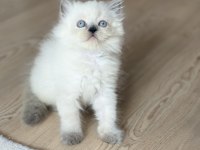 British Longhair kedimiz