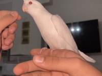 Albino sultan papağanı evcil