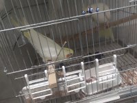 Petshop fiyatına sultan papağanı