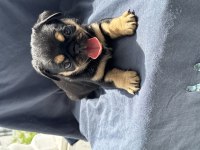 Black tan pug mops