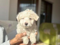 A kalite maltipoo yavrularimiz