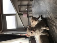 Yavru sahiplendirme british shorthair
