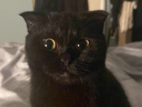 KEDİMİZ ÜCRETSİZ ÖMÜRLÜK YUVASINI ARIYOR