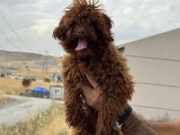 Tea cup 7 aylık dişi kore poodle 1.850 gr 