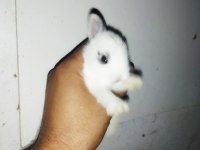 Cüce tavşan yavrularımız