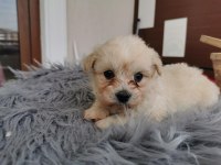 Maltipoo Adrese Teslim, Kapıda Ödeme Yapabilirsiniz