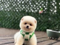 Dünya Tatlısı Pomeranian Boo