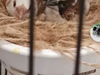 1 çift bengal ispinozu