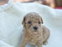 MİNİ MALTİPOO KÖPEKLER