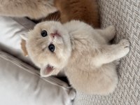 Show kalite golden british shorthair yavrular