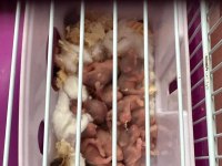 11 bebek ve anne baba hamster