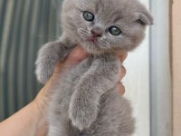 Brıtısh shorthair kedisi Antalya