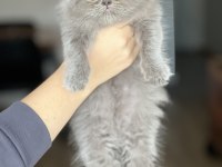 Hemen Teslim British Longhair Yavrum