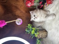 SHOW KALİTE SAFKAN BRİTİSH LONGHAİR YAVRULARIM