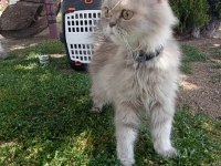 Acil Sahiplendirilecek British Longhair