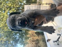 Harika Anatomi Cane Corso Yavrular