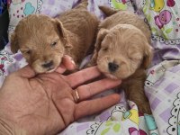 TRDE TEK TEACUP KORE MALTİPOO