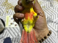 Yavru Konurlarımız 4 Aylık 