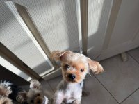 Yorkshire Terrier (3 tane) 2 kız 1 erkek yavrumuz