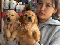 Golden retriever yavrular