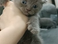 2 aylık dişi güzeller güzeli yavru scottish fold