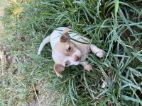 Erkek Chihuahua