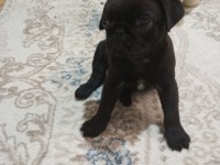 Eğlenceli bebek pug