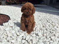 Toy Poodle Köpekler