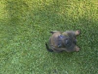 Orijinal malinois yavrular maskeli kalite burada