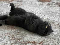 Ücretsiz sahiplendirilecektir 1 yaşında scottish fold