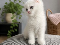 Orijinal Scottish Fold