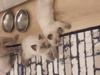British shorthair blue point disi erkek yavrular