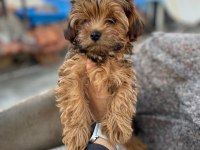 Erkek maltipoo yavrumuz